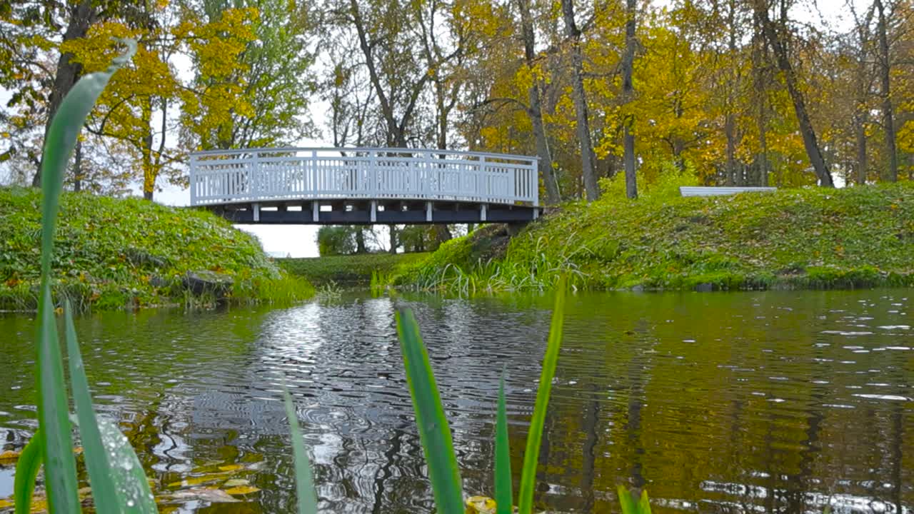 Camera moving up from a low angle that is filming close up of river plants and reflective water, focus changes to the background and a white wooden bridge is revealed in Saku mansion park at autumn.