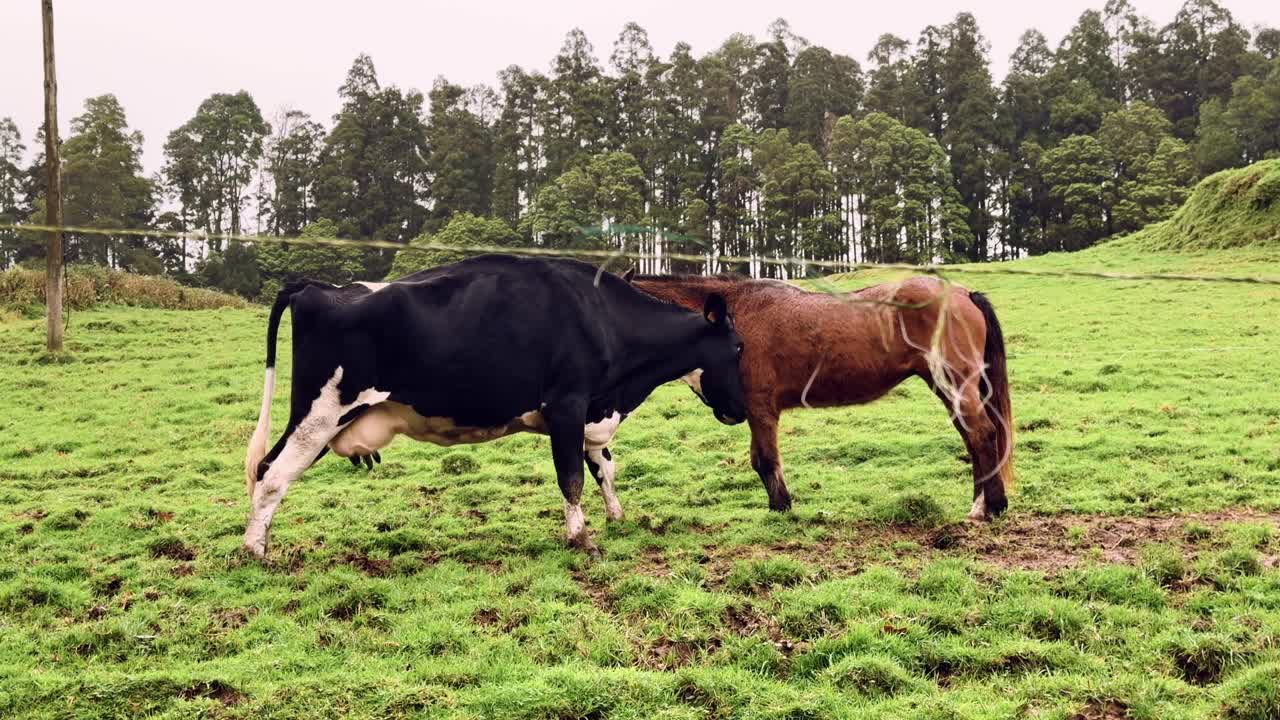 Cow and horse standing nose to nose on green pasture Sao Miguel Azores Portugal