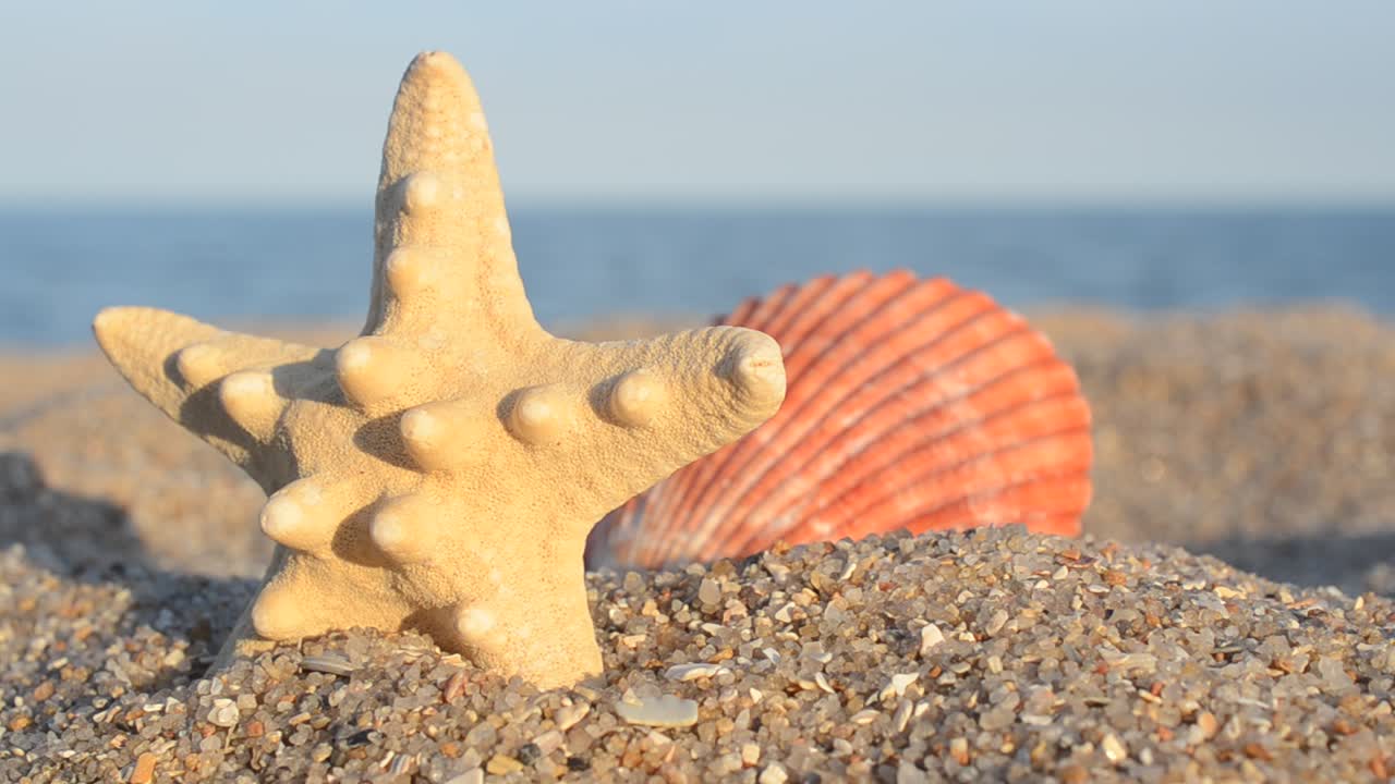Sea cockleshells on the beach. Shooting on the beach