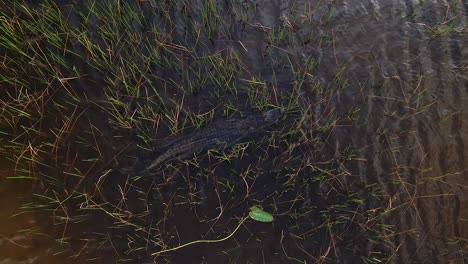 cocodrilo nadando a través de la hierba pantanosa slomo aéreo increíble animal suave