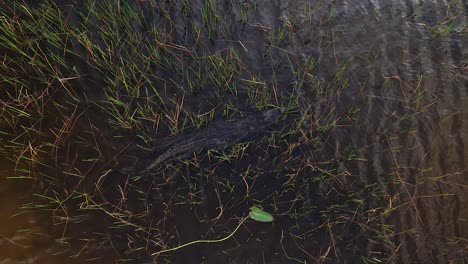 alligator swimming through swamp grass slomo aerial amazing smooth animal