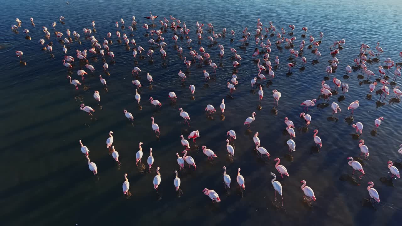 Flamingos gather in large numbers near water during sunny daylight hours