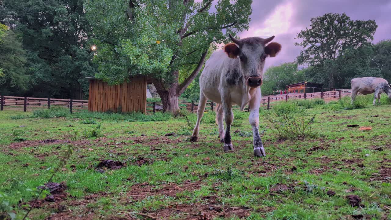 View of a young cow calf in a green field paddock during sunset stormy conditions, United Kingdom