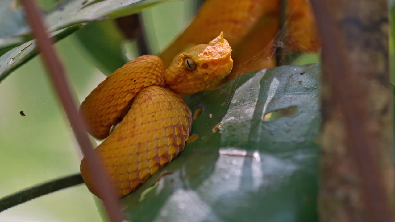 Coiled silently on a mossy branch, the vibrant yellow eyelash pit viper blends into the lush greenery of the Costa Rican rainforest