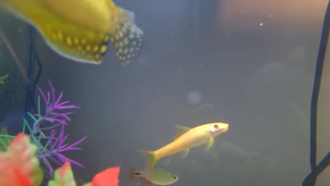 un pez dentro de un pequeño tanque de peces doméstico