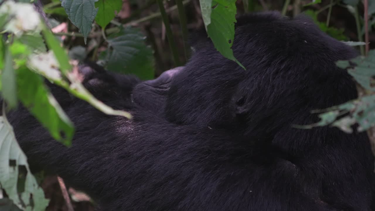 Vild gorilla der spiser midt i junglen.