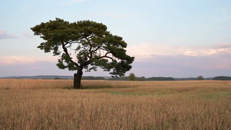 oak tree in organic field farm of rye wheat crop at sunset