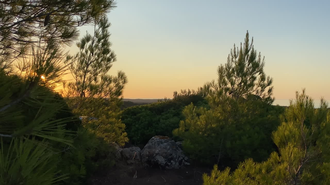 Alberi di pino illuminati di luce dorata si ergono verso il tramonto sopra un paesaggio costiero
