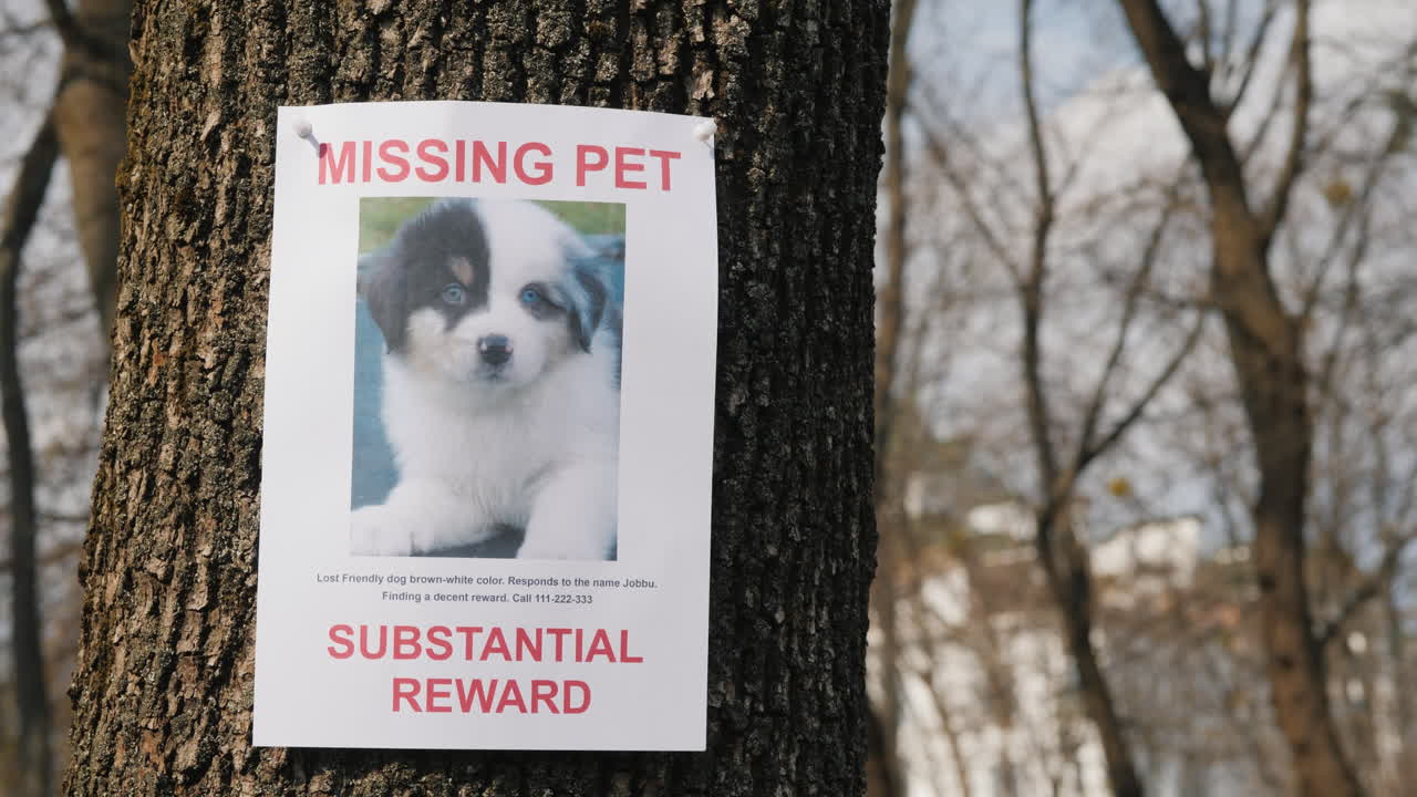 나무에 실종된 강아지에 대한 안내가 걸려있다