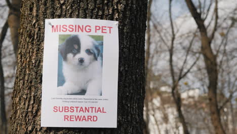 on the tree hangs the announcement of the missing puppy