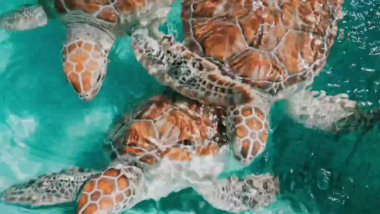 Young sea turtles swimming together in clear turquoise water up-close marine wildlife