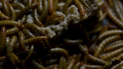 The-Mealworm-is-a-species-of-Darkling-Beetle-used-to-feed-pets-like-fish,-snakes,-birds,-and-frogs