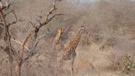 giraffes in kruger national park swinging necks at each other in social interaction, south africa