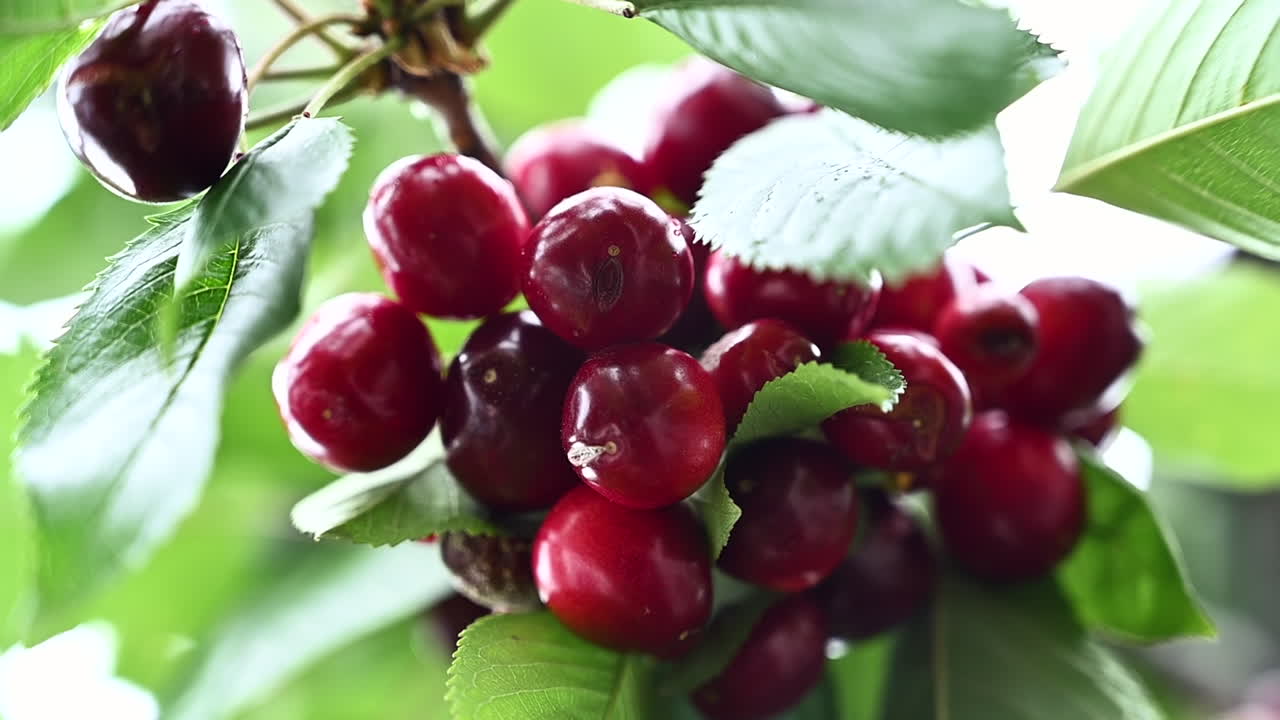 Primo piano di un gruppo di ciliegie rosse mature appese a un ramo di un albero