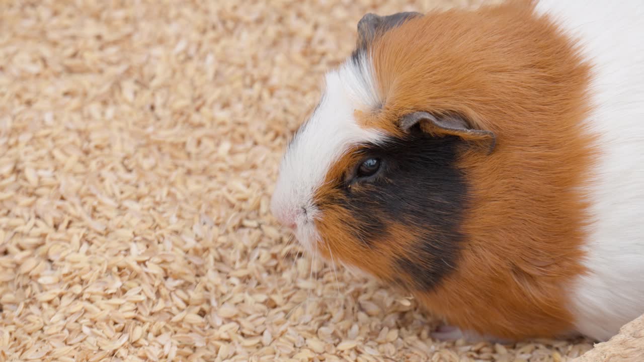 갈색과 흰색 기니피그 먹기 - 얼굴 클로즈업