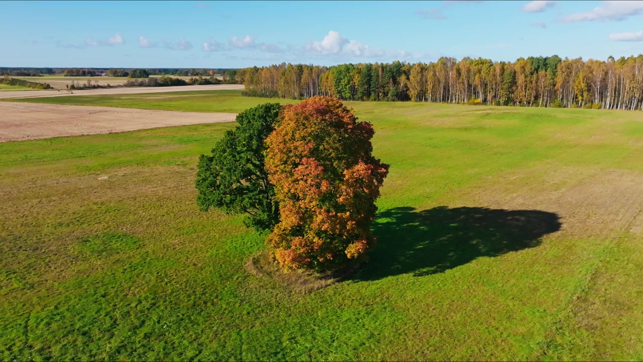 Drone che circonda un albero isolato diviso tra tonalità di fogliame verde e arancione.