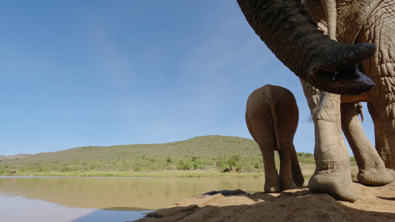 Bir su birikintisinden su içen Afrika Savan Filler.