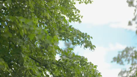 穿越美麗的森林, 樹木, 景觀全景 78