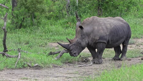 Breitmaulnashorn-Schiebt-Trockene-Äste-Mit-Seinem-Horn-Im-Privaten-Wildreservat-Sabi-Sands,-Südafrika