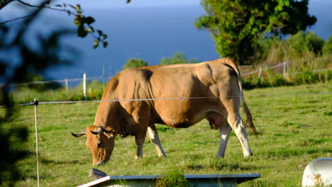 Kuh-Weidet-Auf-Der-Weide-Mit-Blick-Auf-Das-Meer-Am-Horizont