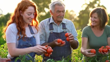 a heartwarming moment in agriculture: family harvesting fresh tomatoes together in a sunlit garden, celebrating nature's bounty and togetherness