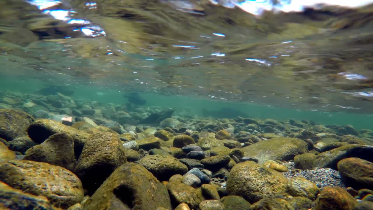 Fish swimming under mountain river 4k