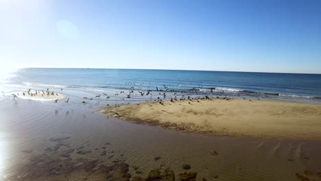 una bandada de pájaros despega de una playa intermareal expuesta, puerto peñasco, punto rocoso, golfo de california, méxico