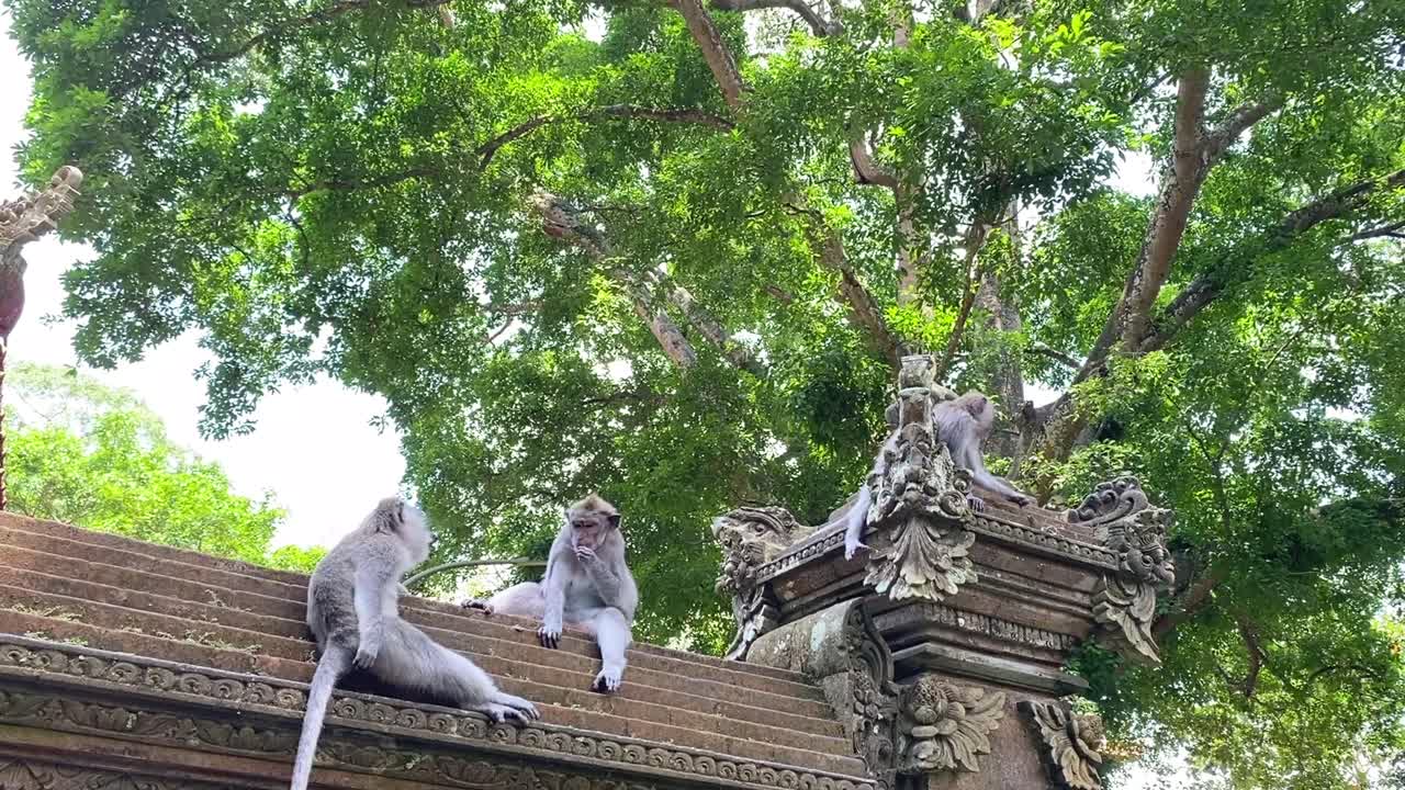 Monkeys Relaxing on a Temple Roof in Bali