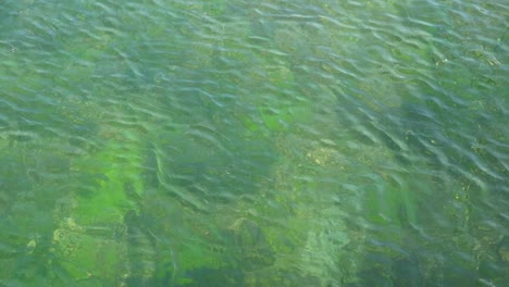 gentle ripples on green seabed in slow motion