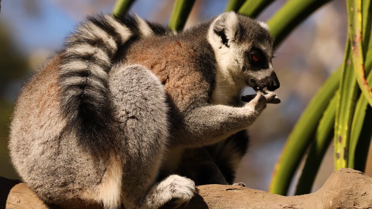lémur comiendo comida en una rama de árbol