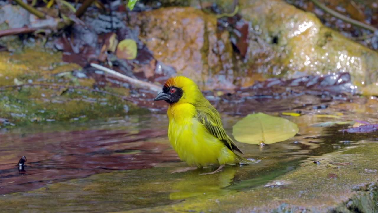 taveta golden waver bird jugando con agua