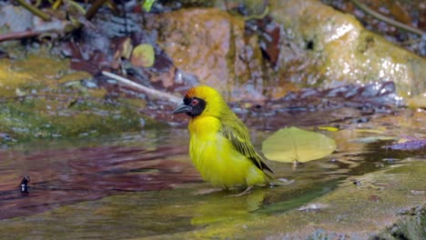 taveta golden waver bird playing with water