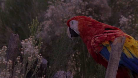 Parrot-resting-on-branches-in-nature-area