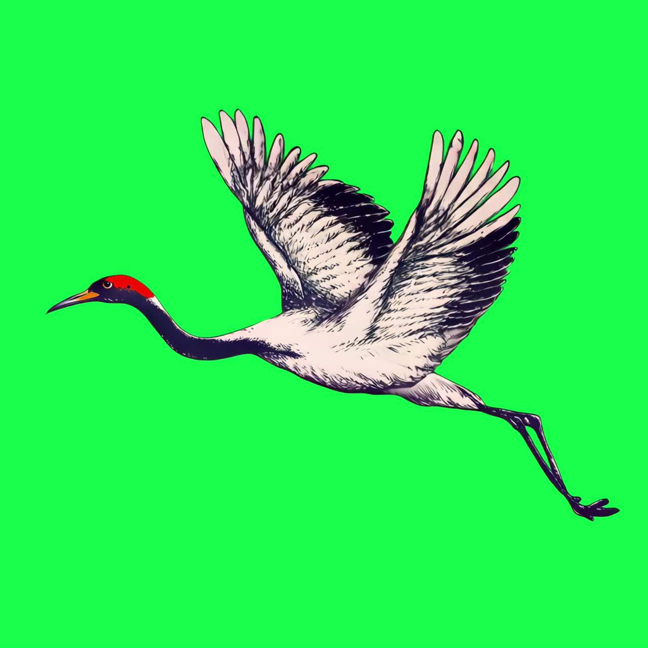 Elegant crane soaring gracefully animation, transparent 4K video, green screen