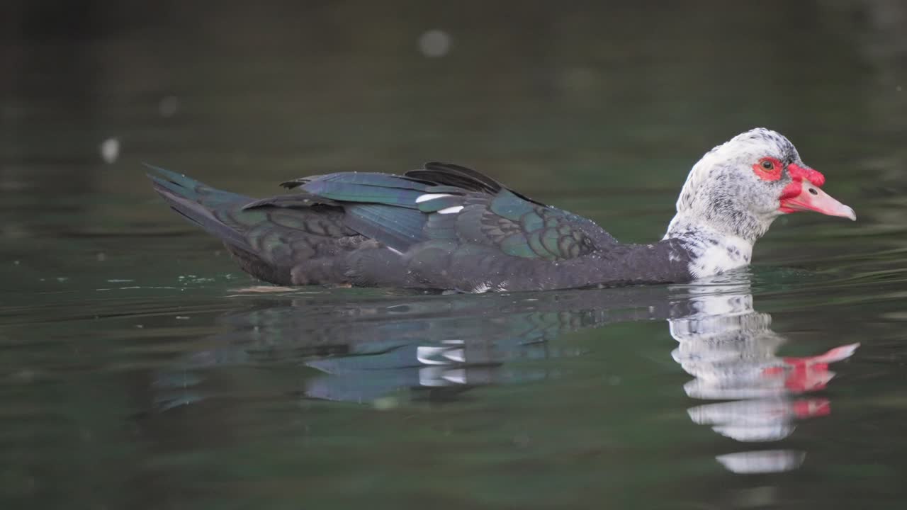 primer plano de la pista de natación pato muscovy americano en el lago - especie cairina moschata en el desierto