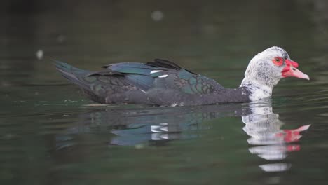 Nahaufnahme-Der-Schwimmenden-Amerikanischen-Muscovy-Ente-Im-See---Cairina-Moschata-Arten-In-Der-Wildnis