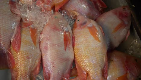 Tilapia-Roja-Fresca-Muerta-En-Un-Cubo-De-Hielo-En-La-Calle-Del-Mercado-De-Pescado-Asiático-De-Tailandia-A-La-Venta