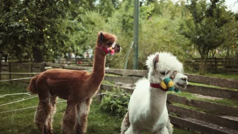 footage captured of some beautiful llamas. vibrancy was the key in this video to show off the true colours of the animals.