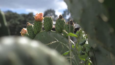 unique view among prickly pear plants, showcasing ripe fruits ready for harvest with flowers on some, in a beautiful natural setting