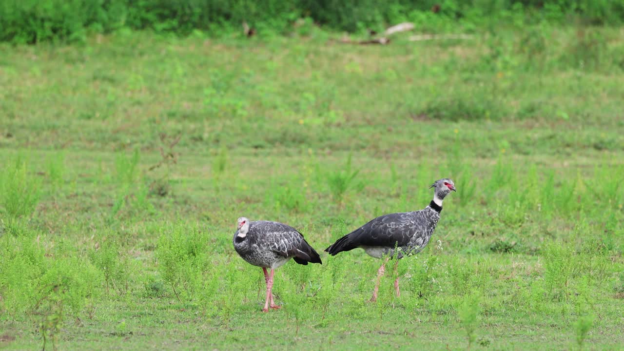 Southern Screamer pair in a flooded area in the Pantanal, Brazil, exotic birds