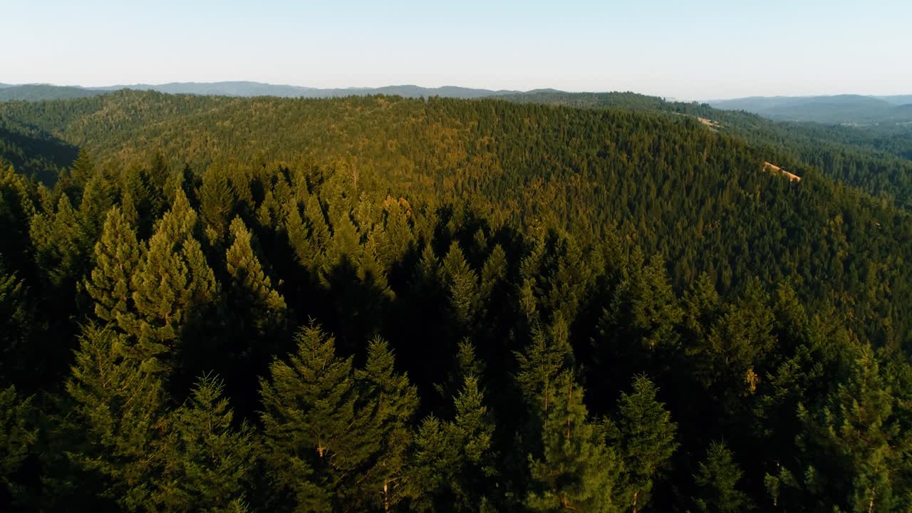 Una vista aerea di una foresta verde e lussureggiante