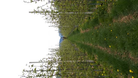 Walking-along-rows-of-apple-orchards-toward-Valer-Castle-in-Trentino,-Italy