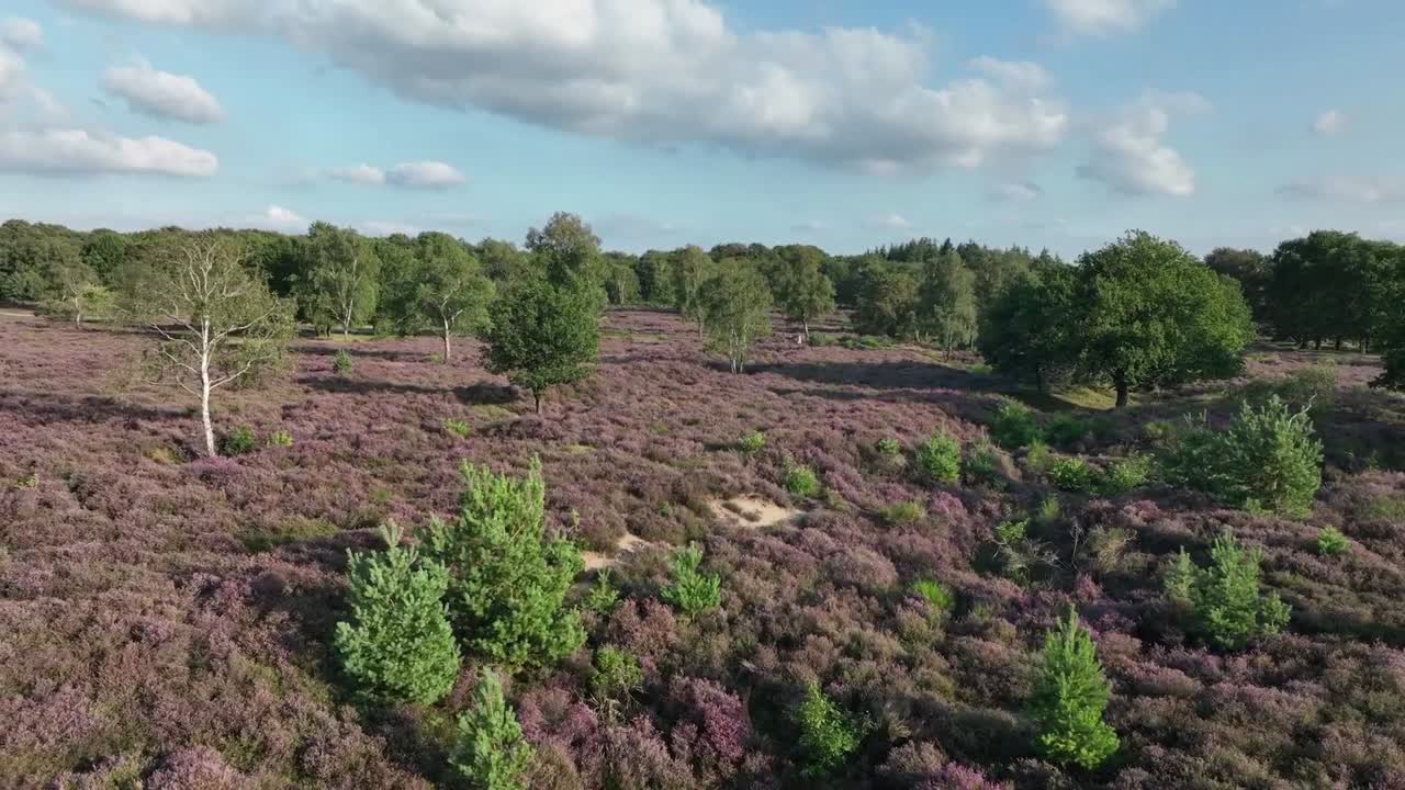 Aerial view of a vibrant heather field, showcasing a carpet of purple heather interspersed with various green trees and shrubs.