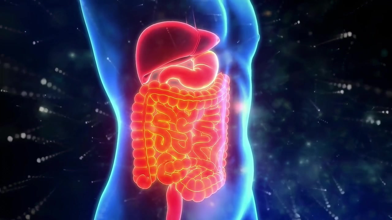 3D Animation of Human Digestive System Anatomy