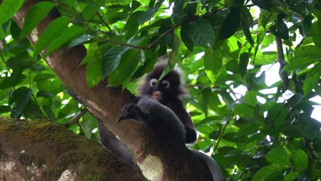 Arboreal-species,-a-wild-dusky-leaf-monkey-or-spectacled-langur-spotted-sitting-in-the-secure-crotch-of-a-tree,-sheltered-beneath-lush-green-canopy-in-the-forest