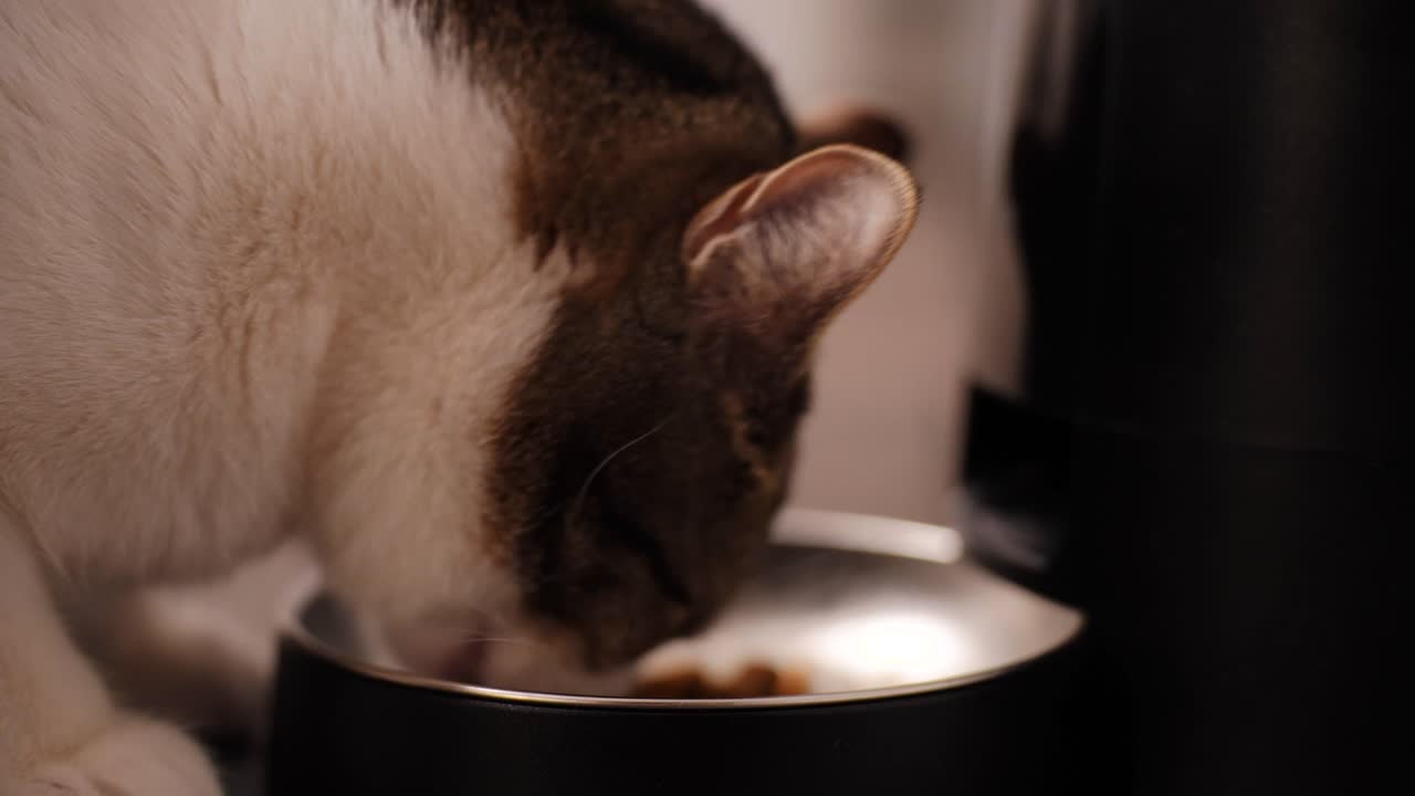 A cat eating his dry food dinner