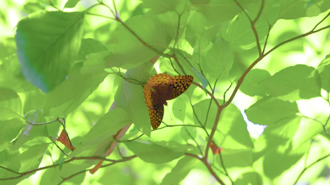 A bright orange Great Spangled Fritillary (Speyeria cybele) is resting on the underside of a tree's canopy. It is sunny and the bright light is filtering through the green leaves making them glow