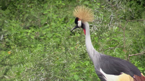 grey crowned crane walks through green grassland and disappears behind a thorny bush