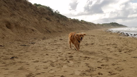 Golden-Retriever-Hund-Schüttelt-Sich-Trocken-Und-Rennt-Am-Strand,-Zeitlupe