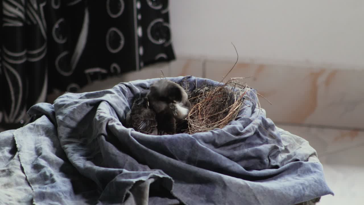 어린 은 방울 새는 첫 비행을 할 준비가 된 날개를 펴고 있습니다.